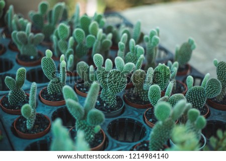 cactus tree closeup 