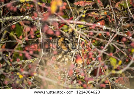 sleepy horned owl hiding behind busy bushes under the sun