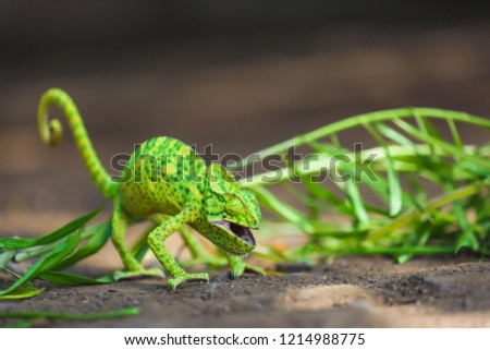 indian  green chameleon