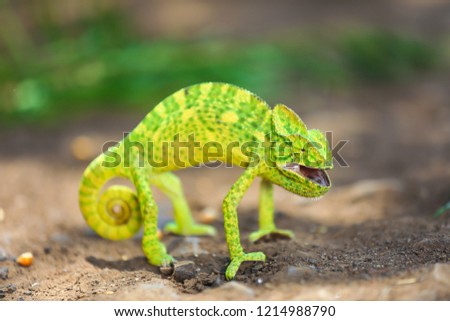 indian  green chameleon