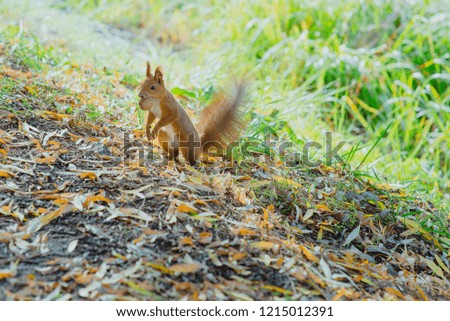 squirrel sitting with nut in autumn 