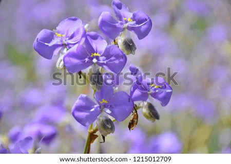 Murdannia giganteum or Crested Serpent sweet purple flowers, select focus