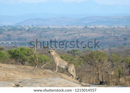 cheetah on a boulder - lookout point