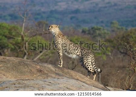cheetah on a boulder - lookout point