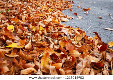 Fallen leaves on an asphalt road in the city. Selective focus