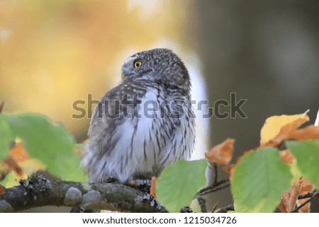 Eurasian pygmy owl-Swabian Jura