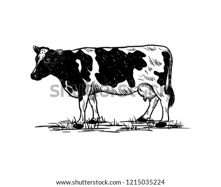 Hand Drawing Vector Livestock Cow or Cattle Farm Animal Sign Symbol Icon Logo Template Design Inspiration