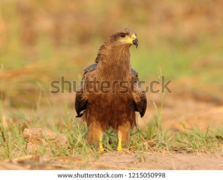 Golden Eagle Sitting on the Ground, Bird of prey portrait, Golden Eagle portrait