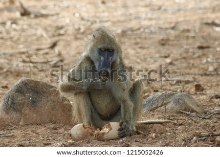 Big chacma baboon enjoying a sausage tree fruit. 