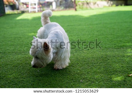 White or brown dog on grasses in playground , garden