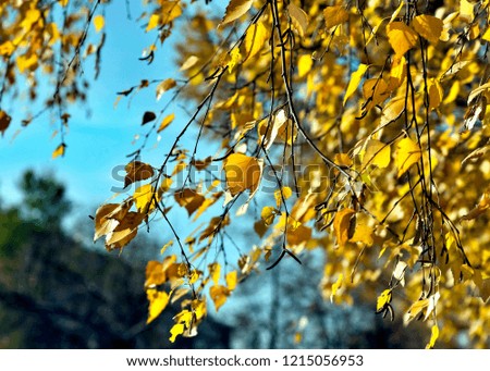 yellow autumn leaves illuminated by the sun