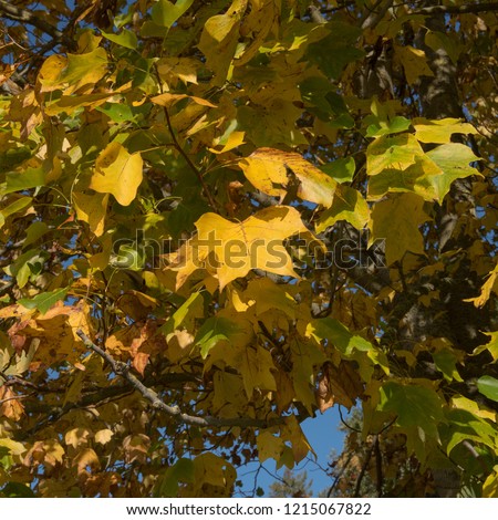 Autumnal Colours of the Tulip Tree (Liriodendron tulipifera) in a Park in Rural Devon, England, UK
