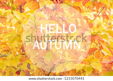 Autumn background - tree with yellow, brown, red and orange color leaves. Concept - hello autumn, september, october, november. Mock up.Wallpaper