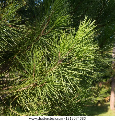 Umbrella or Stone Pine Tree (Pinus pinea) in a Woodland Landscape in West Sussex, England, UK
