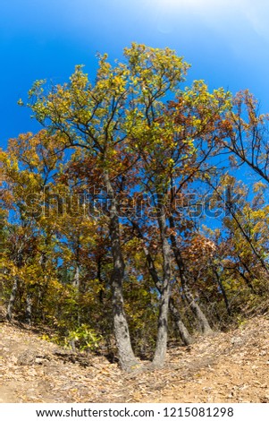 The autumn trees and blue sky