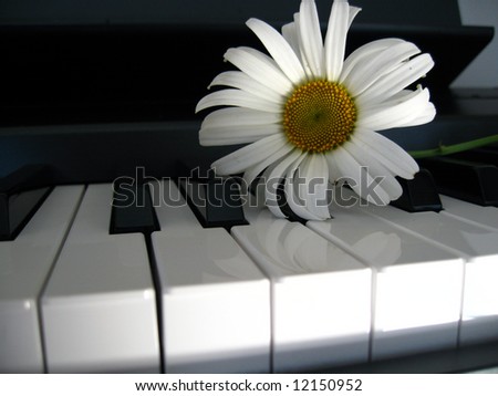Camomile on a piano