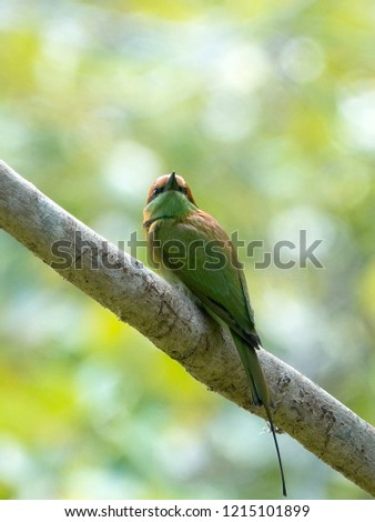 Beautiful bird in the morning sunlight. Green Bee-eater (Merops orientalis) perched on a tree branch against lush green foliage bokeh background.                                        
