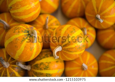 A lot of pumpkins. Happy Halloween background. Autumn healthy food.