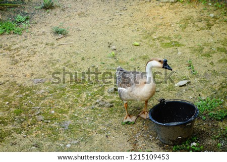 goose in a farm