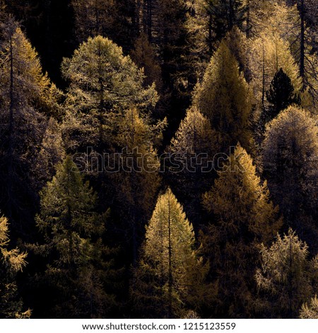 Autumn forest, Alps mountains, Italy