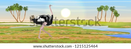 African ostrich walks on the savannah. River and palm trees on the horizon. Wildlife of Africa. Realistic vector landscape.