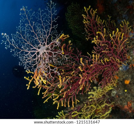 gorgonia in the mediterranean with blue background