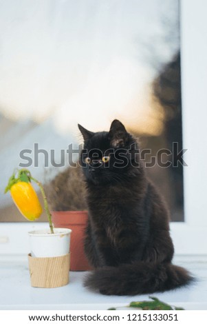 Black yellow-eyed kitten sitting on the windowsill. Black kitten sitting next to a pink rose. Beautiful fluffy kitten looking at the camera.