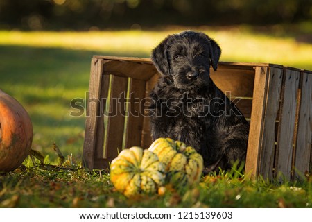 Puppy sitting in a wooden box with pumpkins