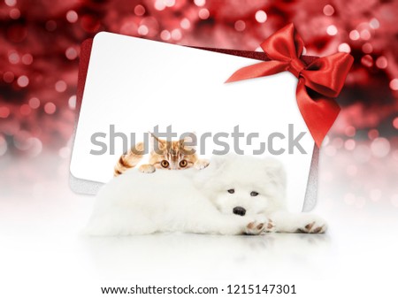 merry christmas signboard or gift card for pet shop or vet clinic, white dog and ginger cat pets isolated on white card with red ribbon bow on blurred red xmas lights, copy space blank background