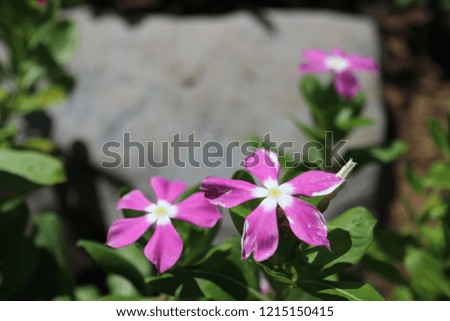 White and pink flowers, background blurred