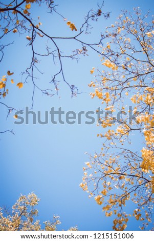 Autumn Far out picture of a sky with maple tree