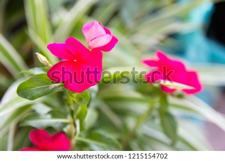 Periwinkle Flower blooming