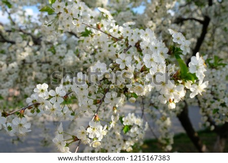 A tinted cherry tree, white cherry blossoms