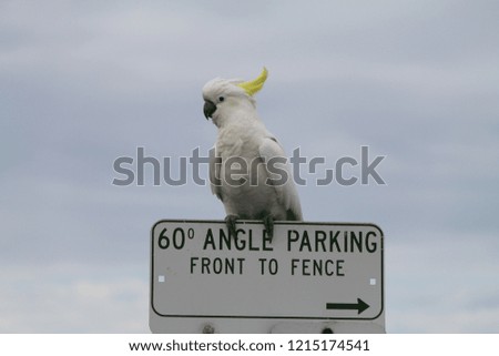 One funny wild sulphur-crested cockatoo perched on a parking road sign