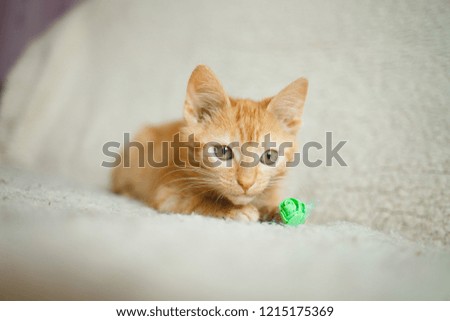 Red kitten playing with a toy. Red kitten lying on the couch. Hostess irons their a ginger kitten.