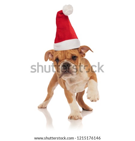 cute brown english bulldog with santa hat stepping on white background