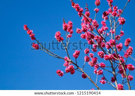 Blue sky and red plum blossoms  in Hanegi park