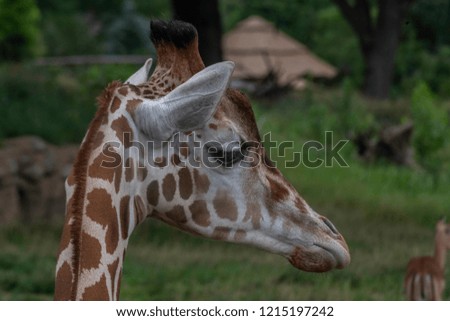 The giraffe is the tallest living terrestrial animal
