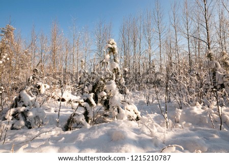 trees growing in the forest, picture taken in the winter season after snowfall