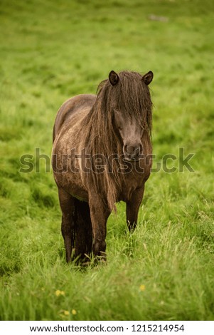 Single icelandic chestnut horse grazing on the green meadow in Iceland