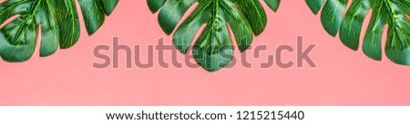 Beautiful floral background of tropical tree leaves monstera and palm, with a space for a text, flat lay composition Summer, exotic, travel, paradise, beauty concept Top view Copy space Banner