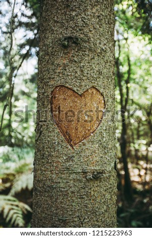 Blank Heart carved into a tree, woodland Background.