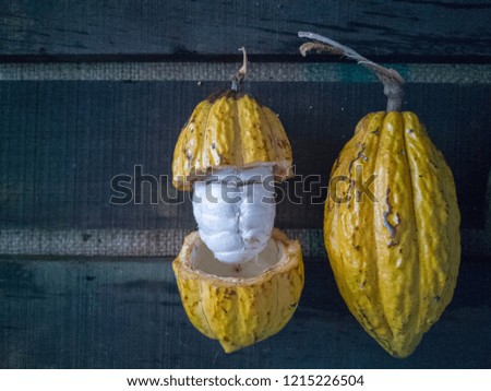 Soft and selective focus of Cocoa pods on the table, creative flat lay food concept with minimal and dark lighting.