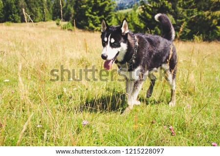 Husky walk in the nature. Traveling with dogs. Dirty Haski in the nature.Ukrainian mountains of the Carpathians. Travel to the mountains.