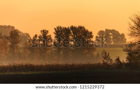 Picturesque autumn landscape in the fog. Foggy morning autumn landscape in bright autumn colors of trees. Gentle foggy morning picture for calendar, greeting card, background