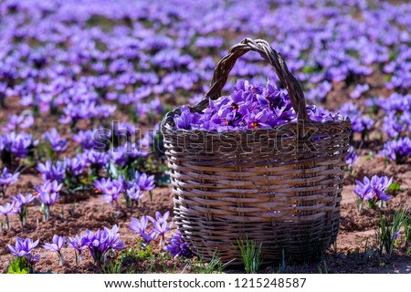 Collection of saffron, with a wicker basket Royalty-Free Stock Photo #1215248587