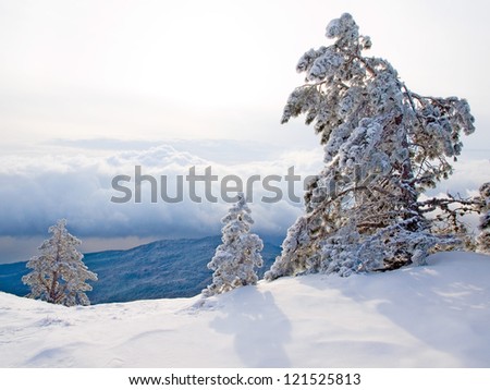 Snow-covered pine trees on the mountain.