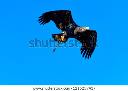 Young bald eagle (Haliaeetus leucocephalus) also known as white-headed or white-tailed eagle, sea eagle or American eagle