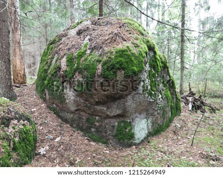 Large round stone-cobblestone in the forest. Moss if painted on it nose, eyes and smile. Living picture of nature
