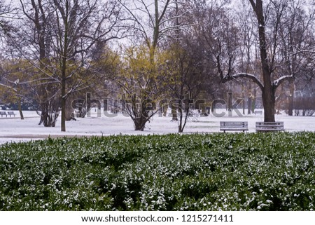 Snow-covered bushes in city park in foggy morning